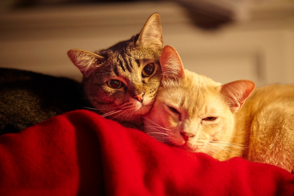 Reminders of Mortality and… Argentina – November 15,&nbsp;2024