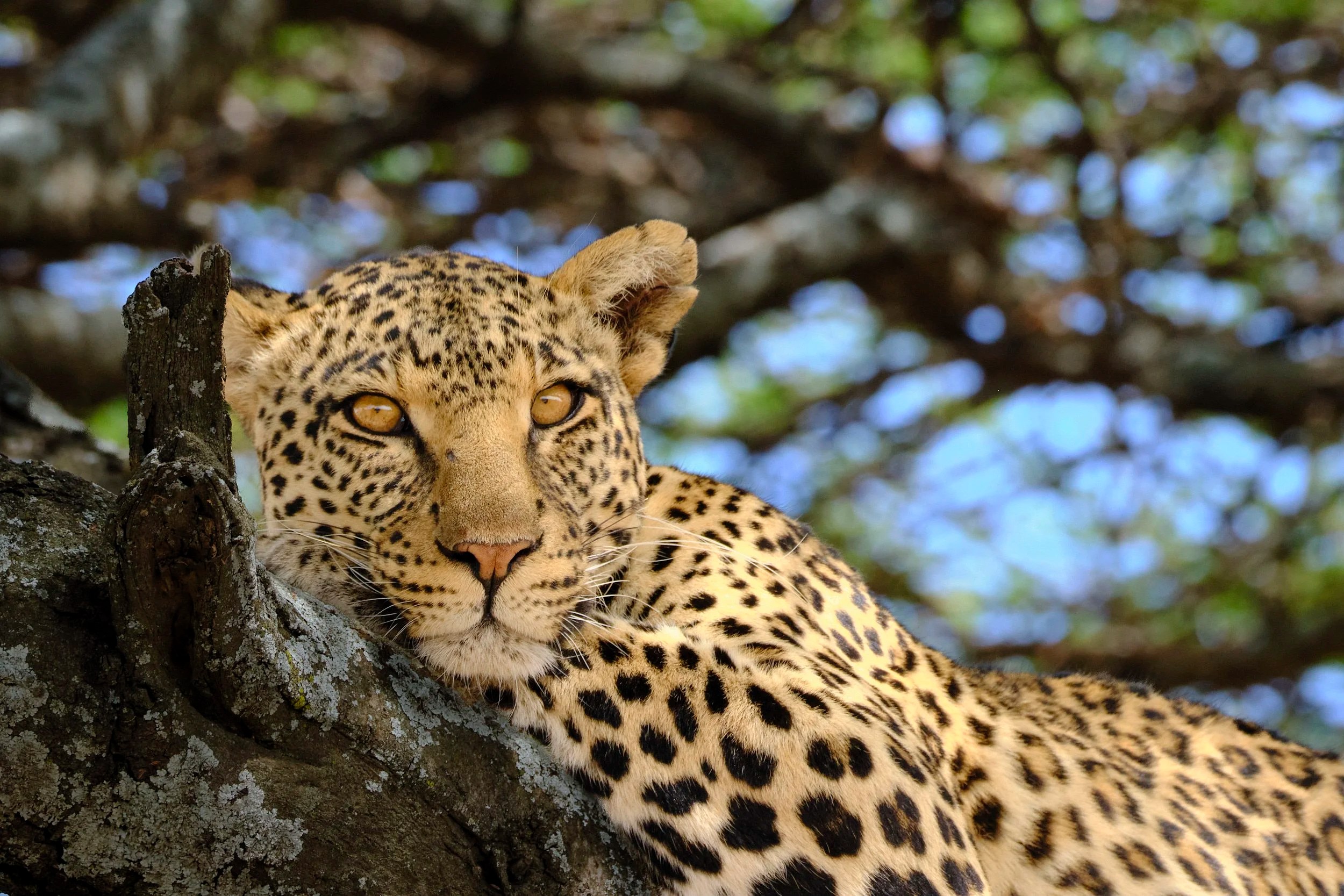 Leopard, Serengeti, Tanzania