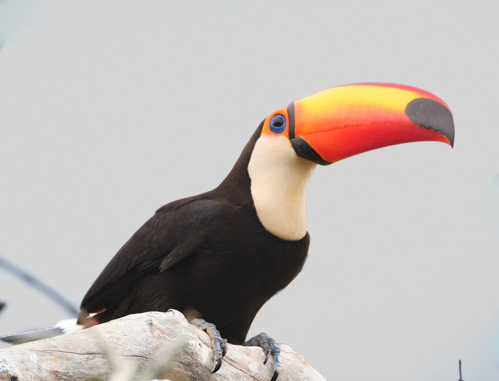 Out of Paraguay into Brazil – October 31,&nbsp;2025