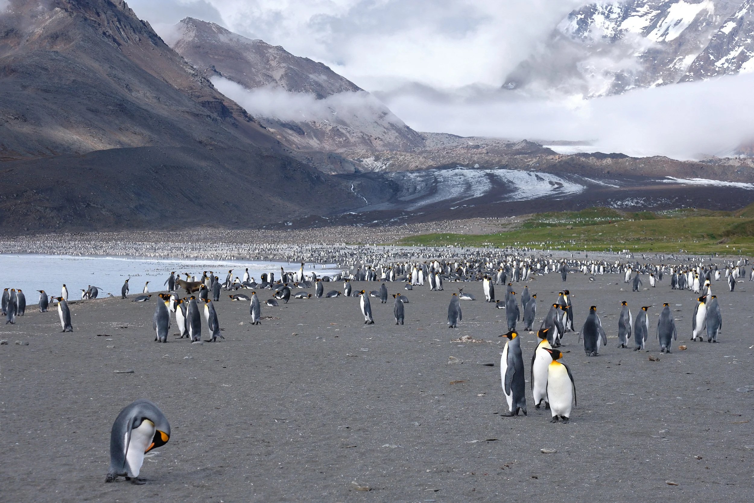 Penguin Beach, South Georgia