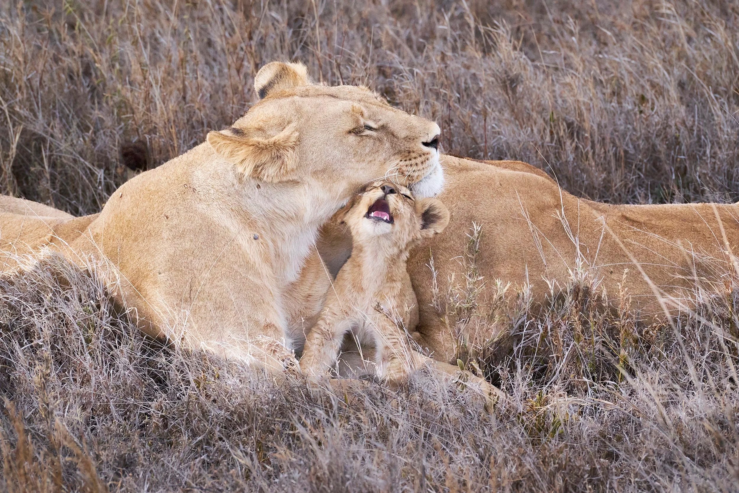 Lion Pride, Namiri Plains, Tanzania