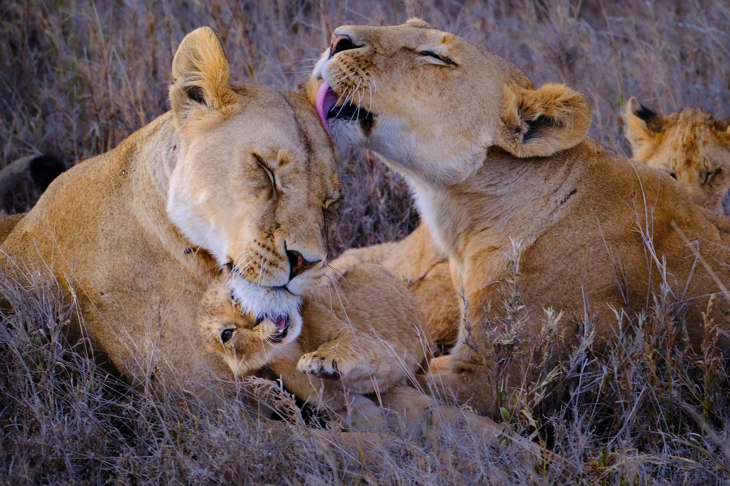 Lionesses and Cub, Serengeti, Tanzania