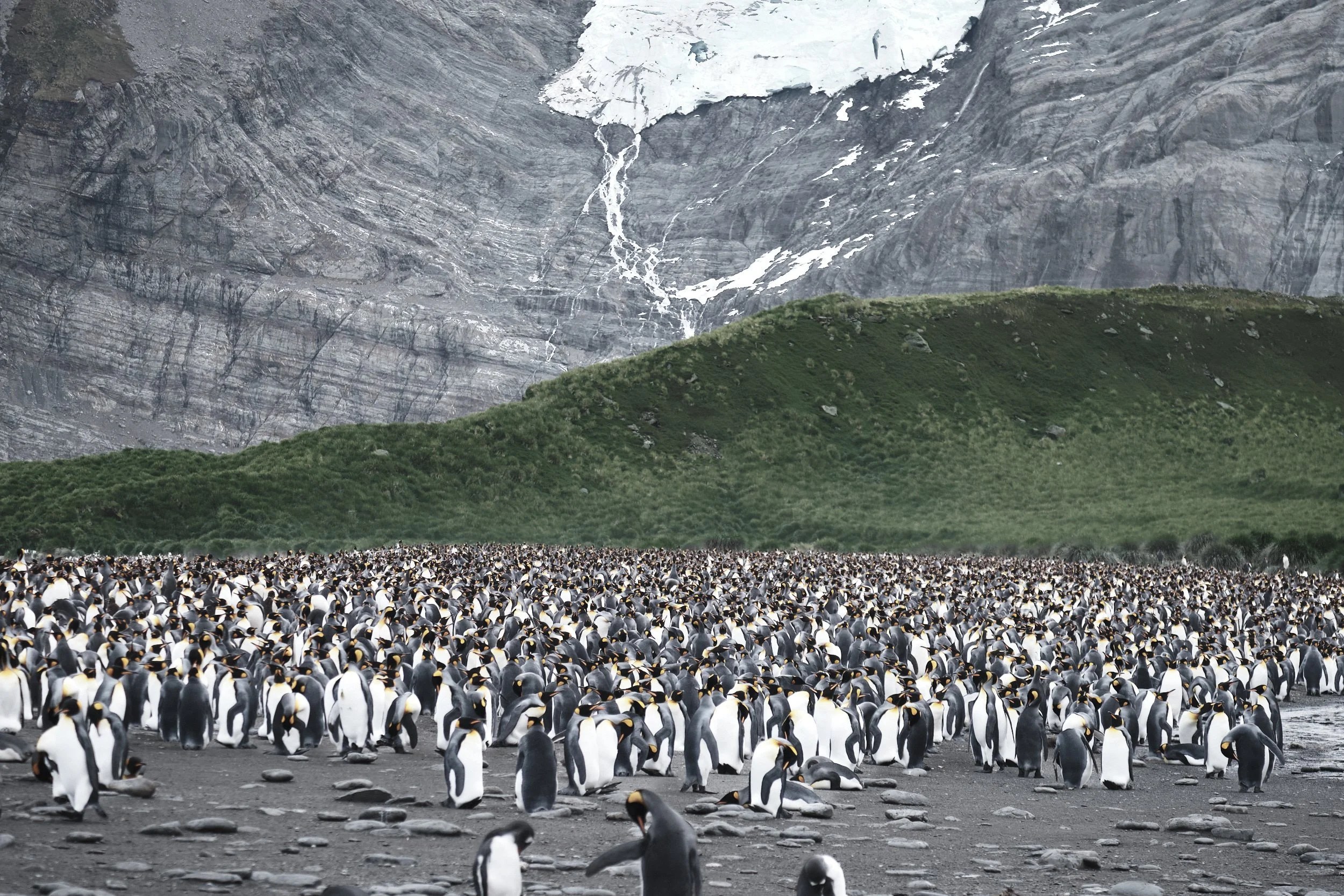 Penguin Beach, South Georgia