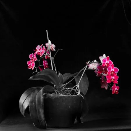 Orchid series