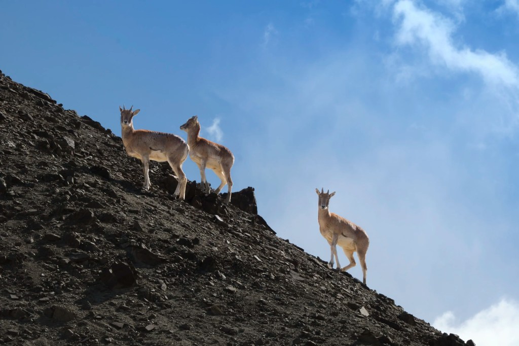 Leh, Ladakh – Feb 20,&nbsp;2025