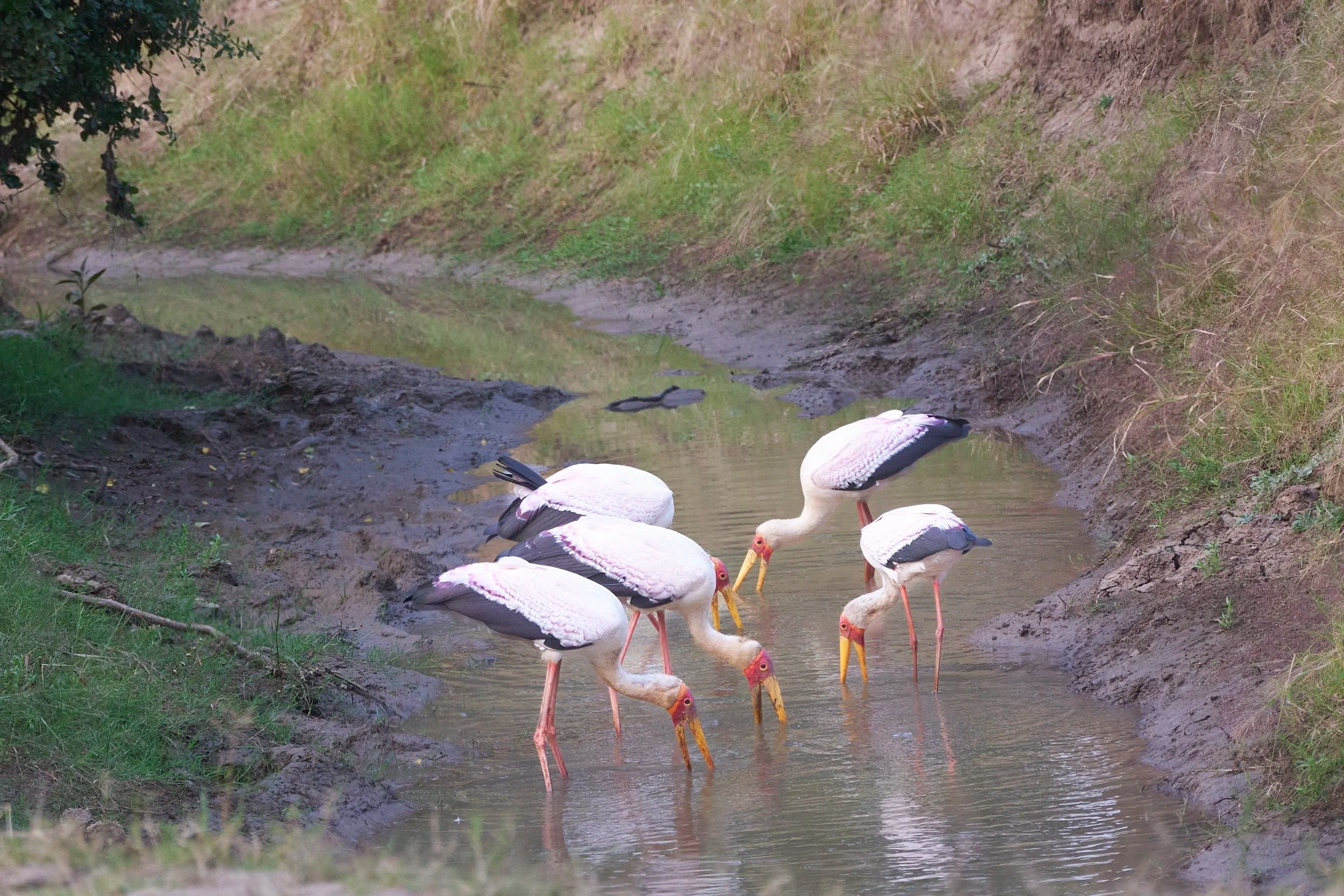 Yellow Billed Storks, Luangwa, Zambia