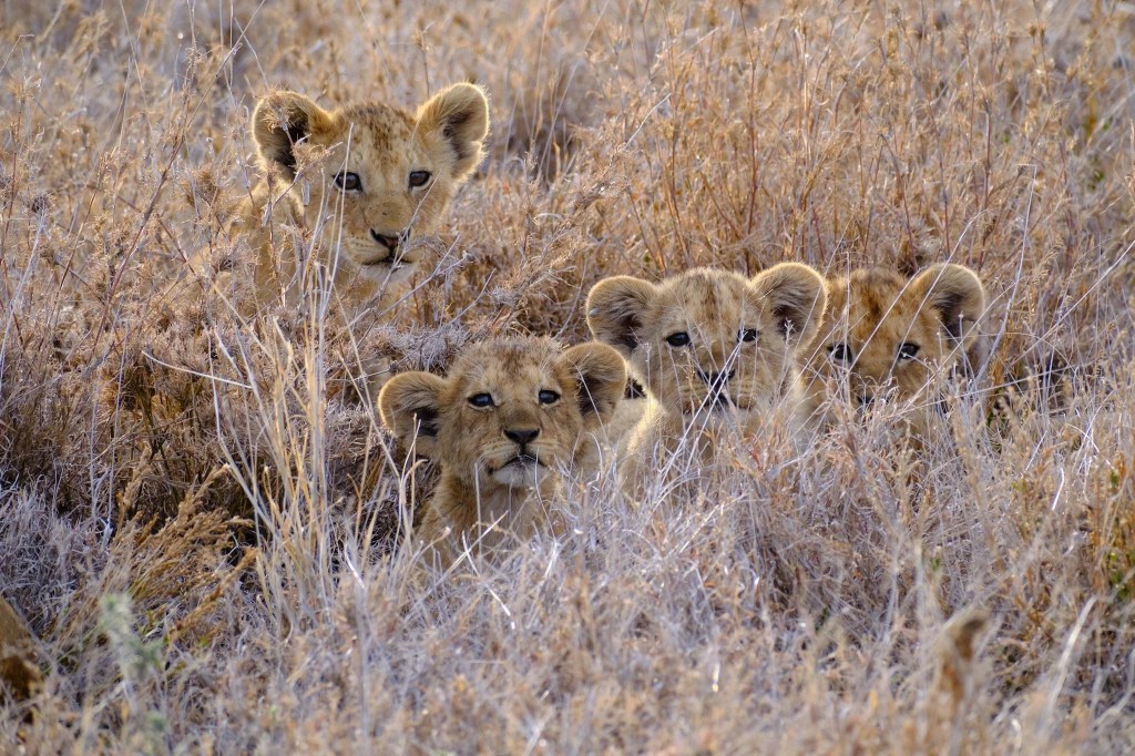 On the Serengeti – December&nbsp;4