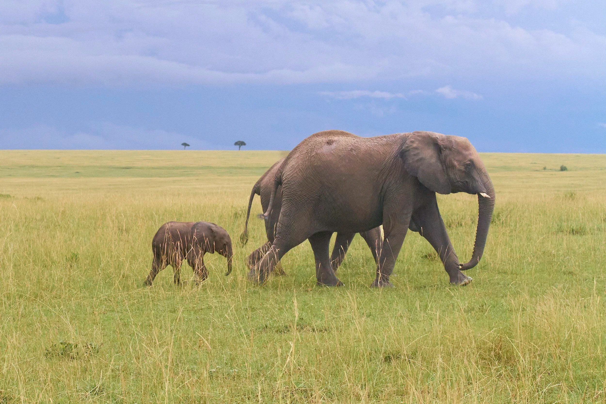 Elephants and Calf, Masai Mara, Kenya