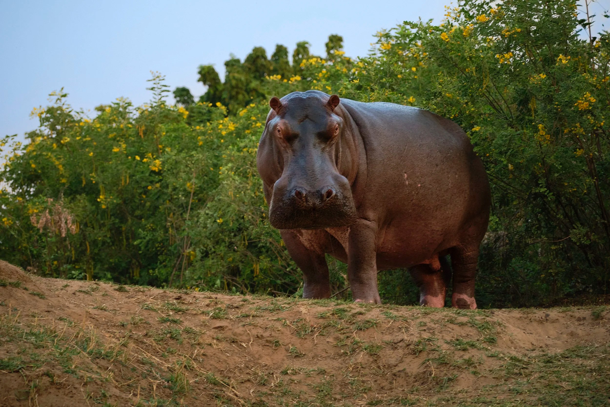 Hippo, Zambezi River, Zambia