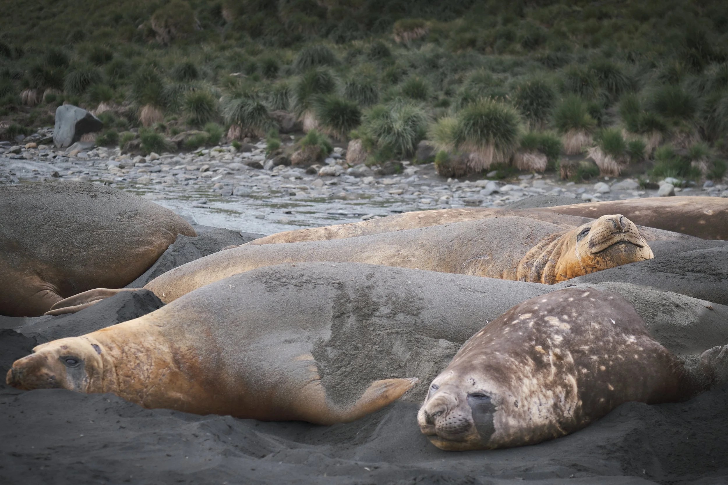 Elephant Seal harem, South Georgia