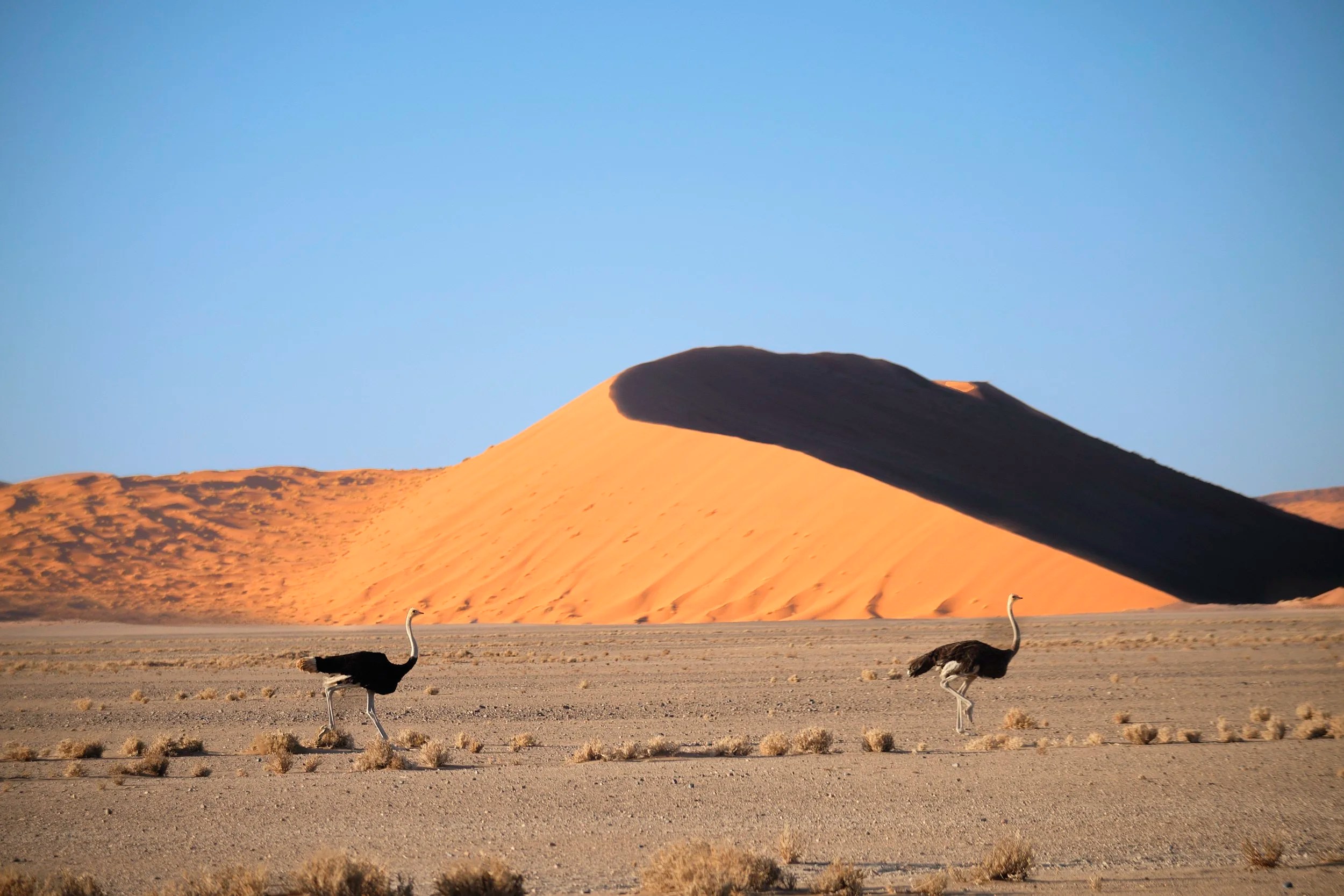 Sossusvlei Landscape with Ostriches, Namibia