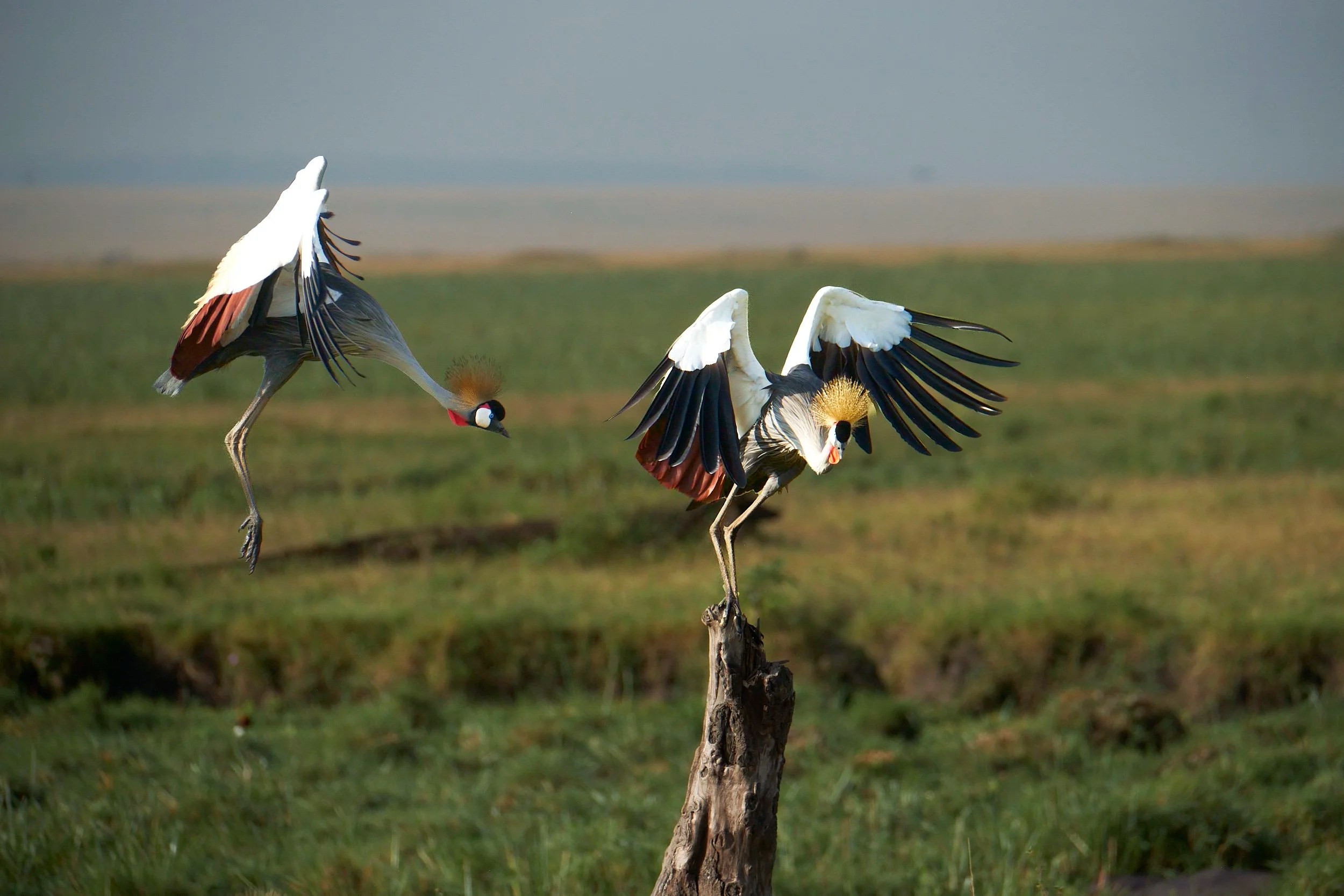 Crested Cranes, Masai Mara, Kenya
