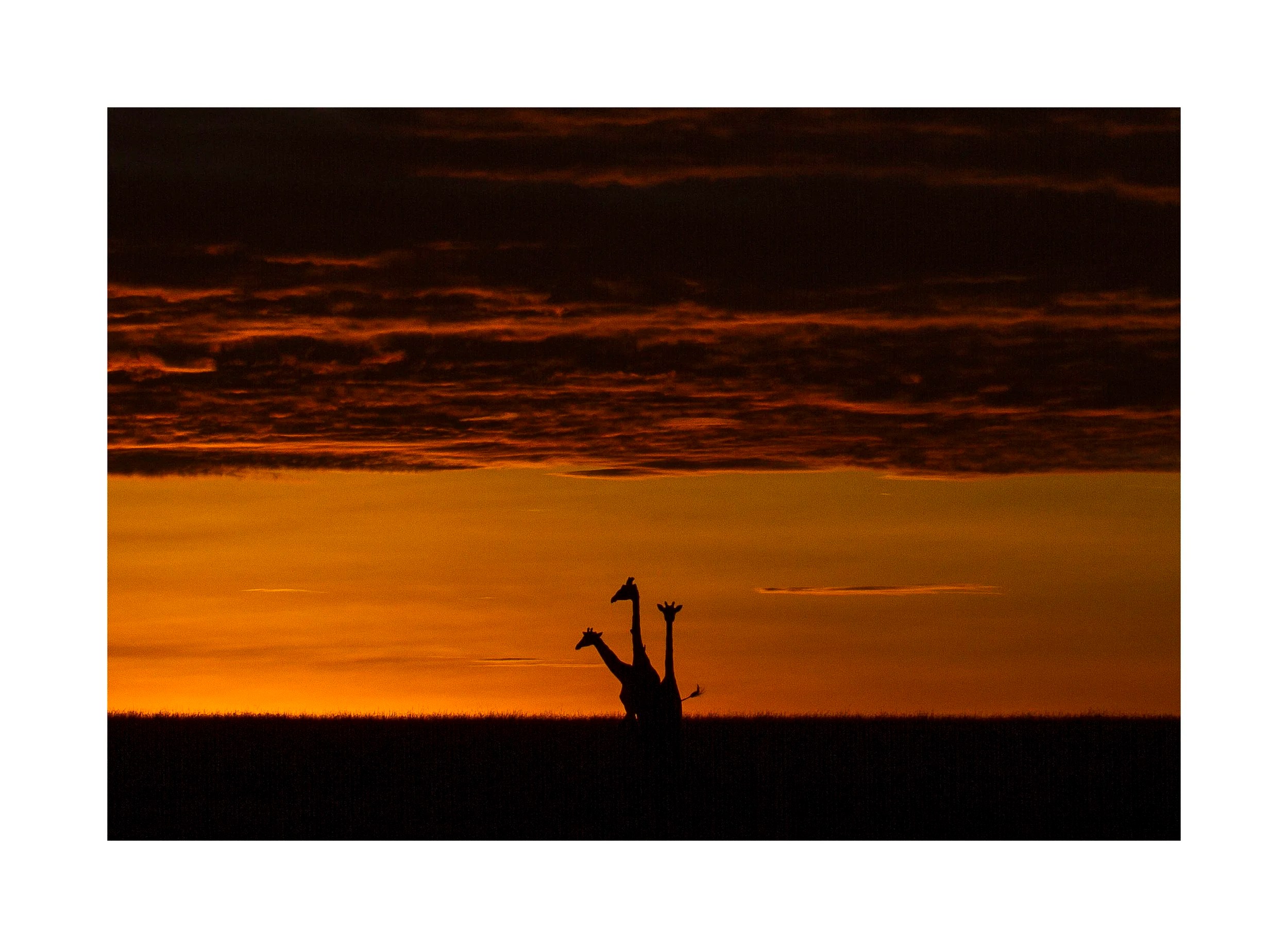 Sunset Giraffes, Masai Mara, Kenya