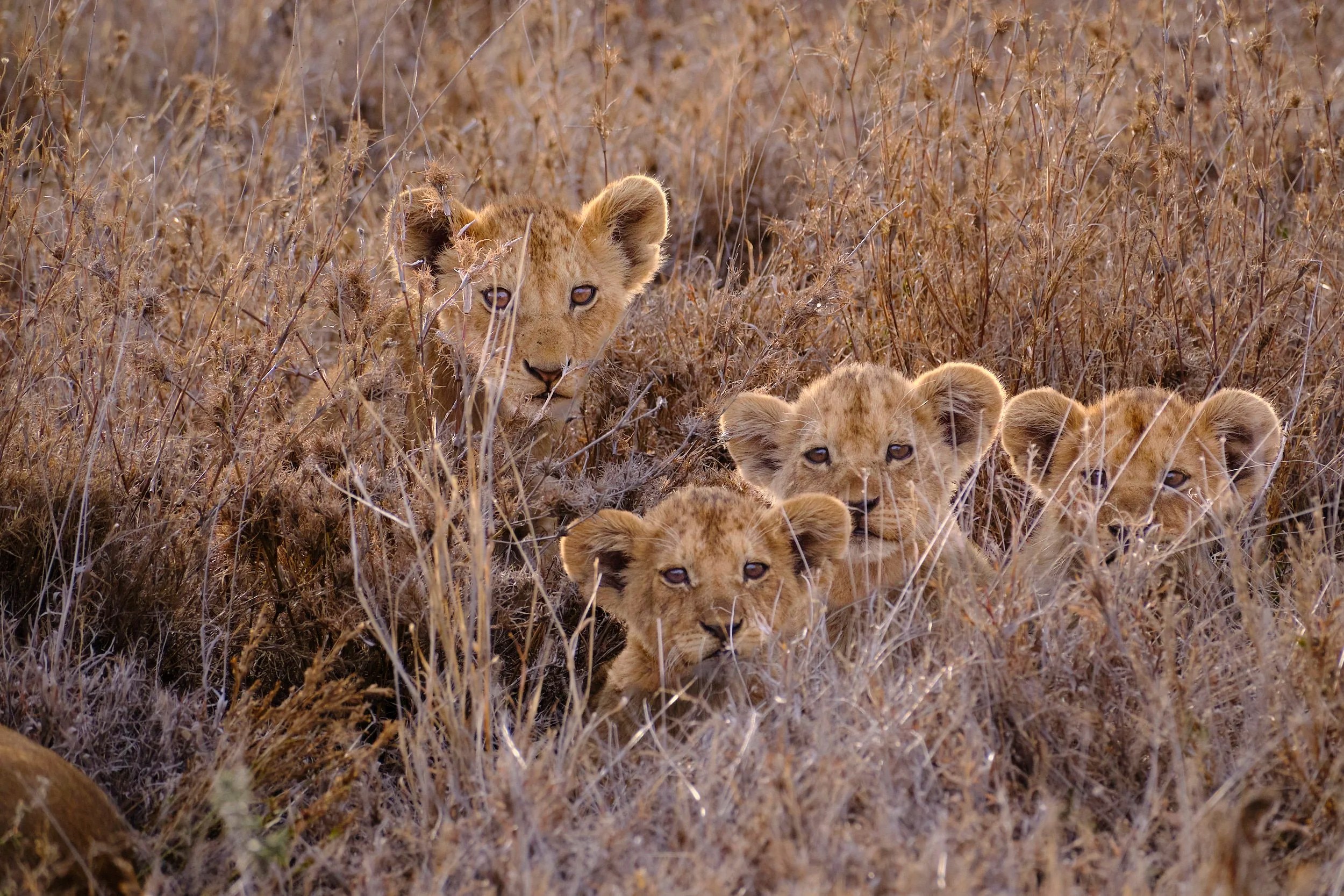 Lion Cubs, Namiri Plains, Tanzania