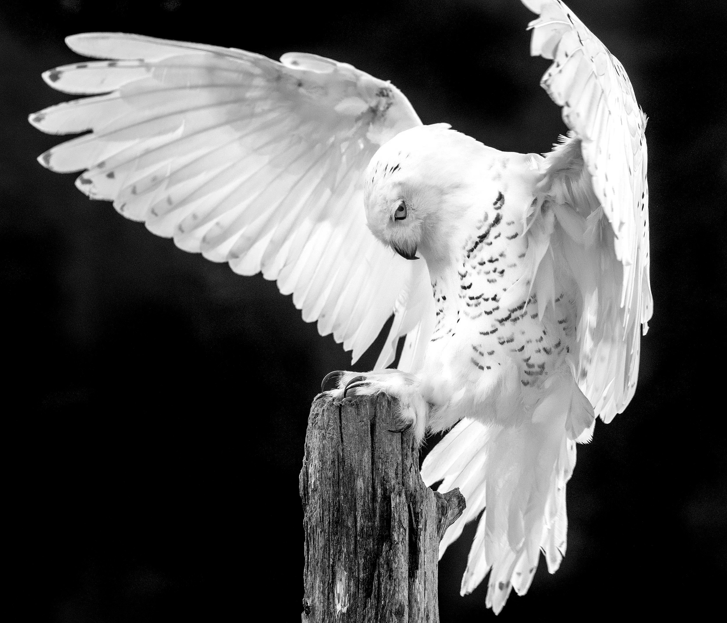 Snowy Owl, Ontario, Canada