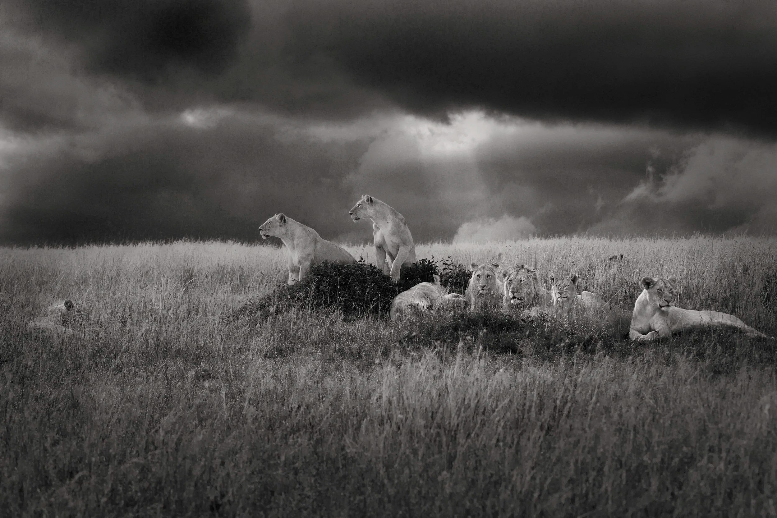 Lion Pride, Masai Mara, Kenya