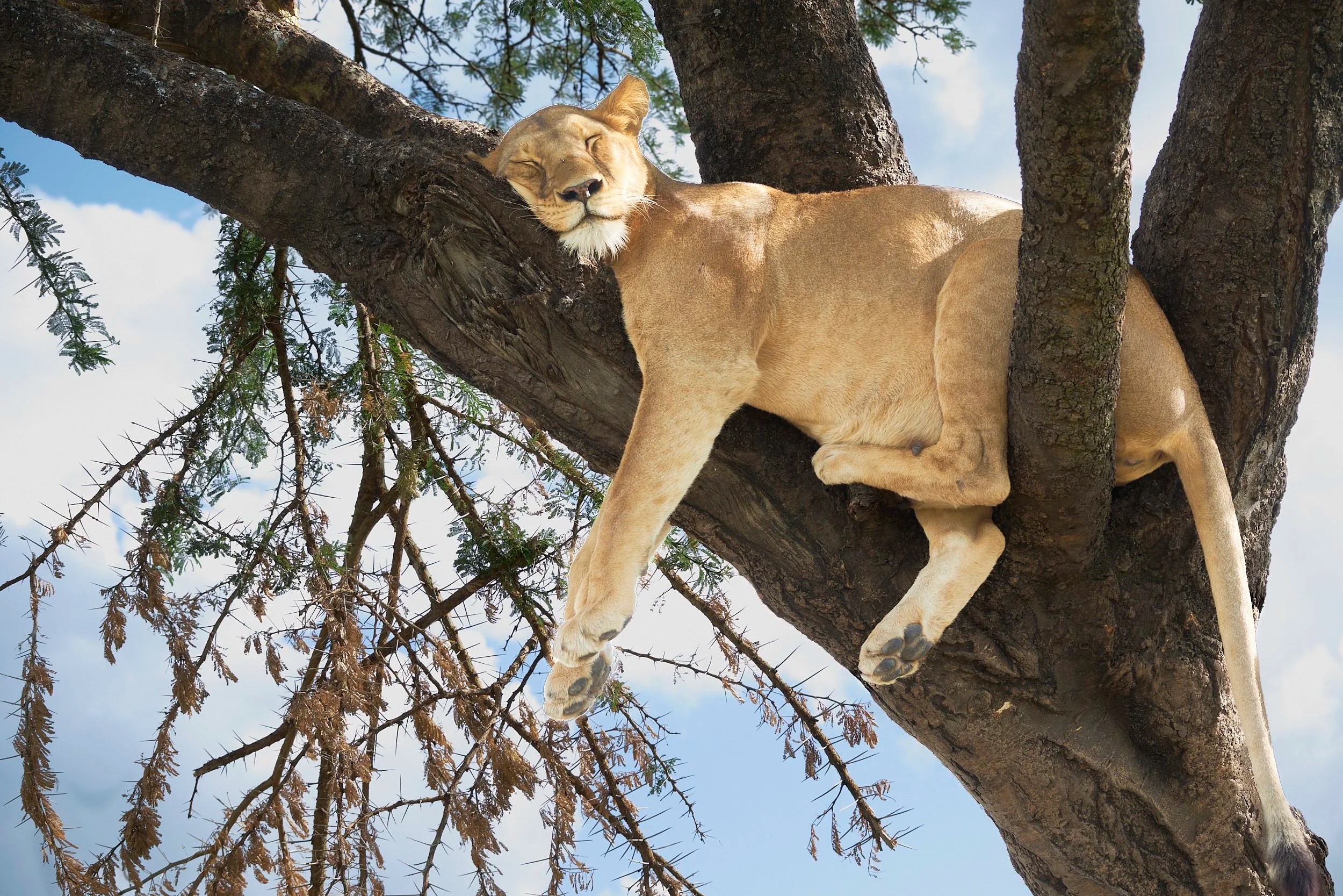 Lioness, Serengeti, Tanzania