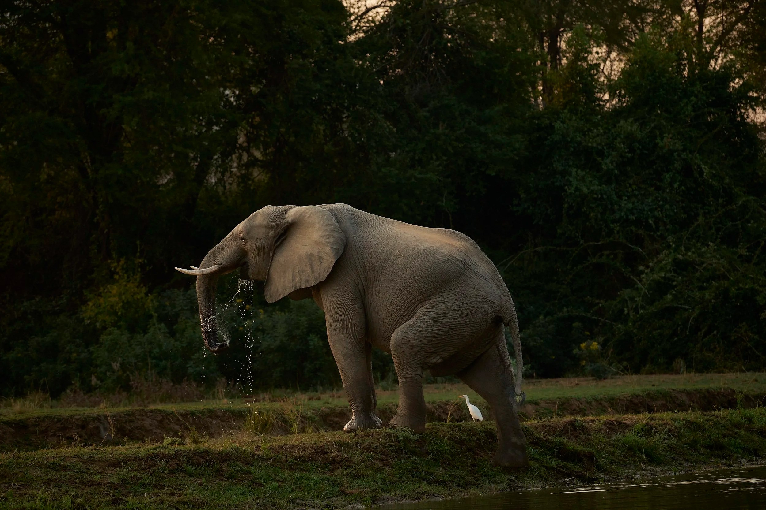 Male Elephant, Zambezi River, Zambia