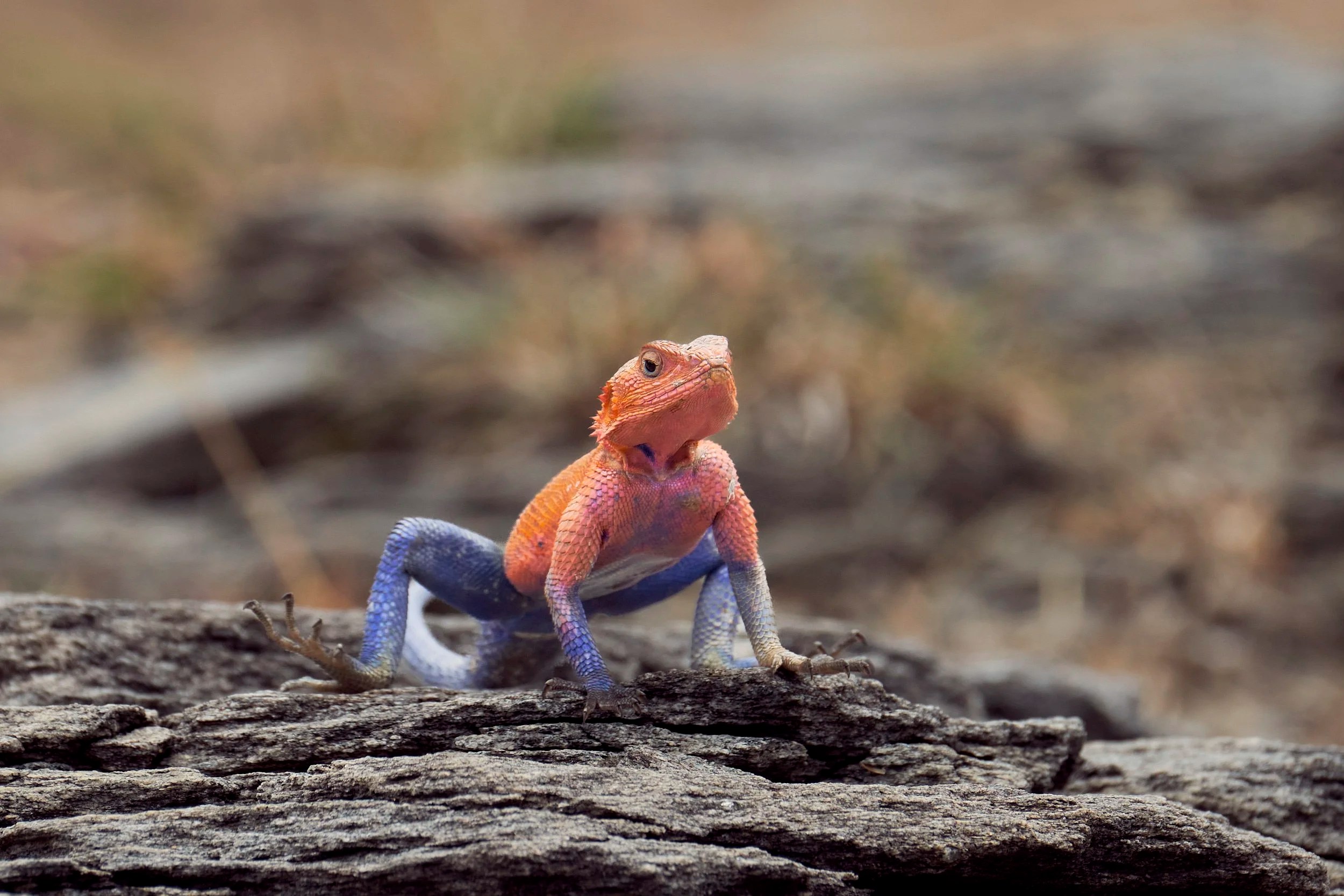 Male Agama Lizard, Masai Mara, Kenya