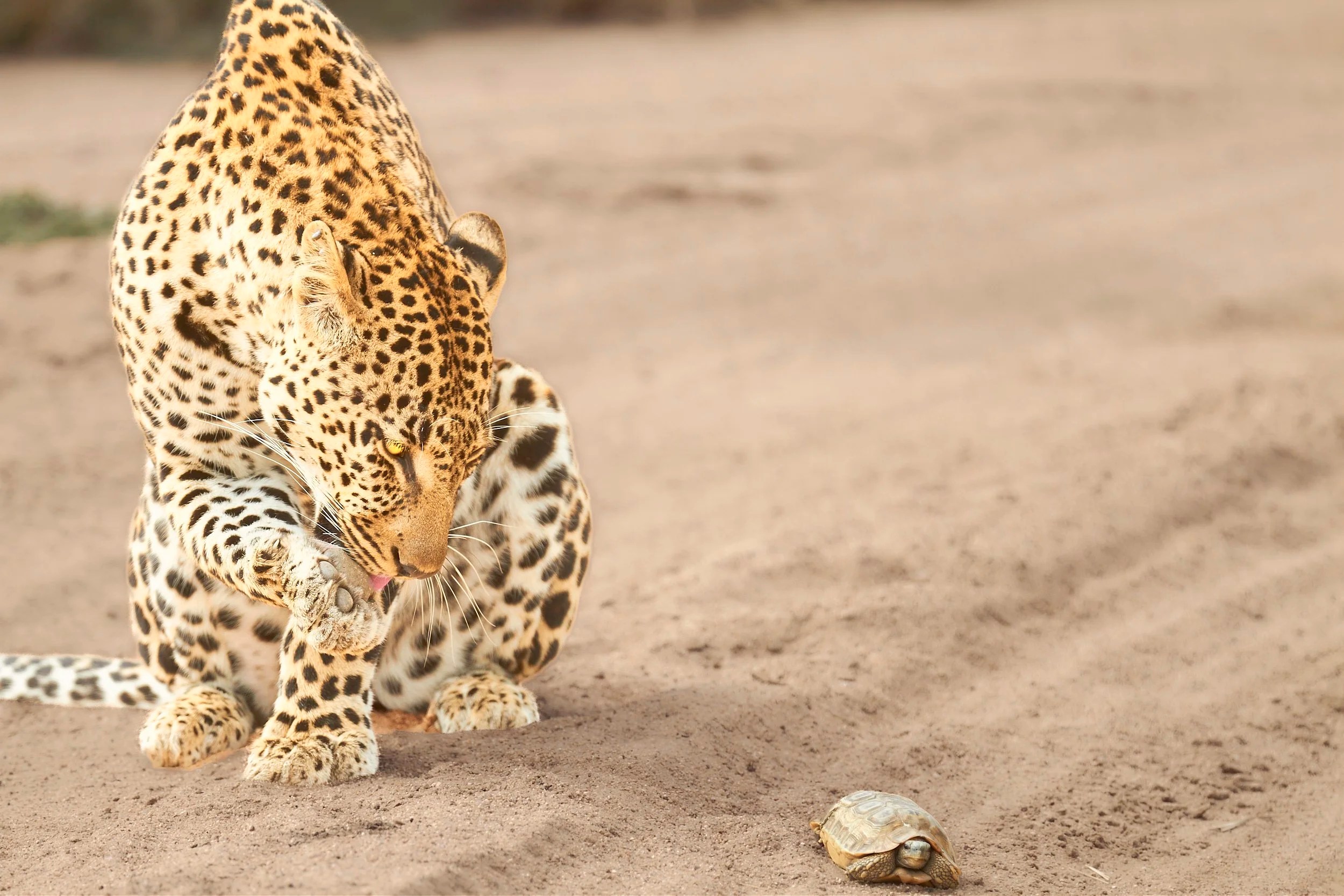Leopard and Tortoise, Kruger, South Africa
