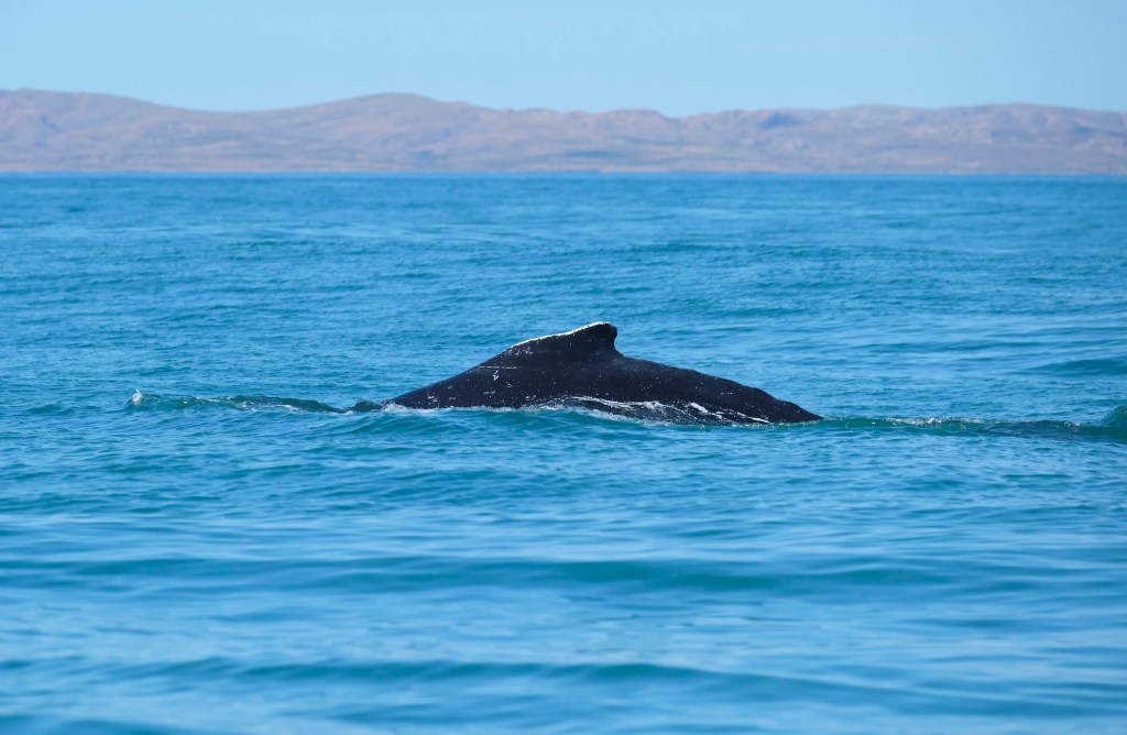 Patagonia – November 22,&nbsp;2024