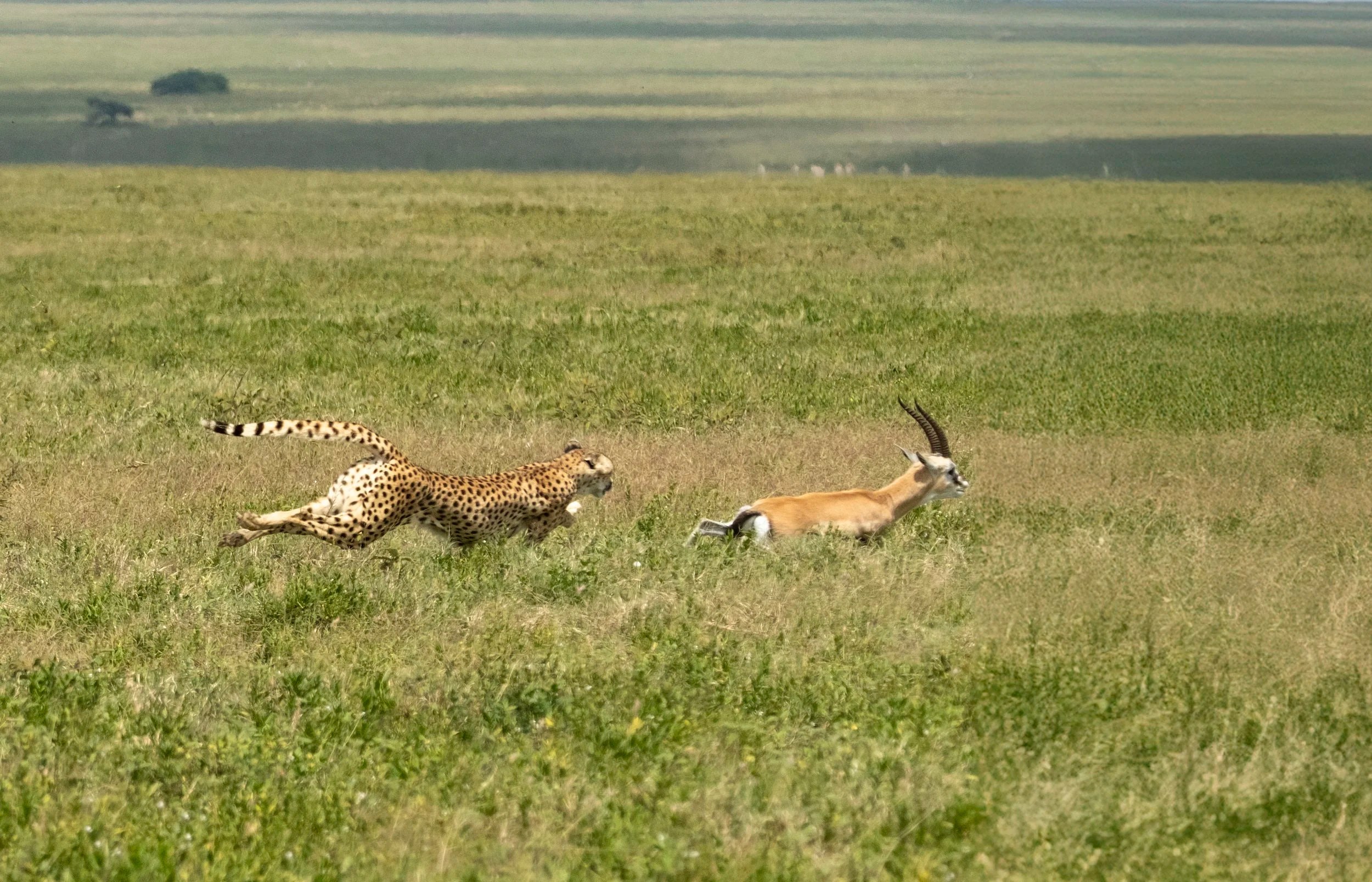 Cheetah and Impala, Serengeti, Tanzania