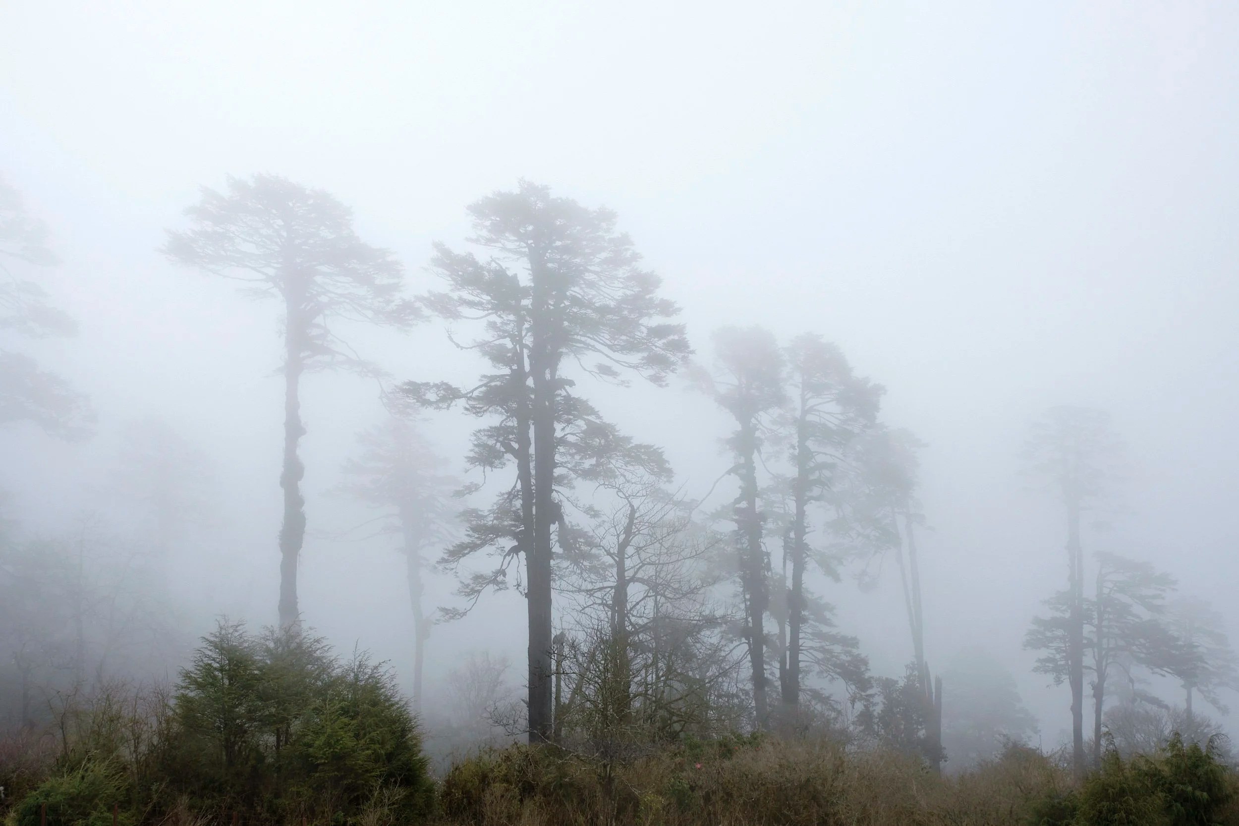Cloud Forest, Bhutan
