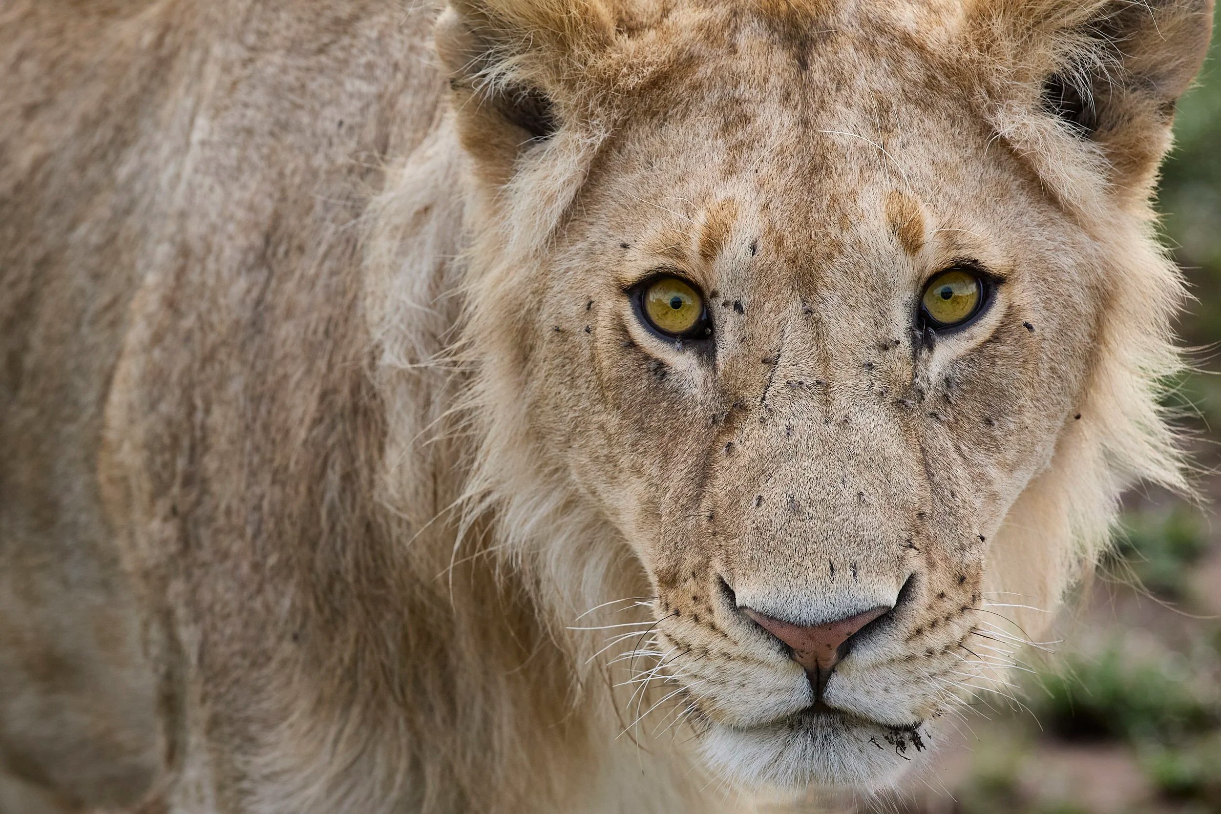 Juvenile lion, Serengeti, Tanzania