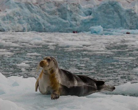 Spitsbergen and at sea&nbsp;10/08/14