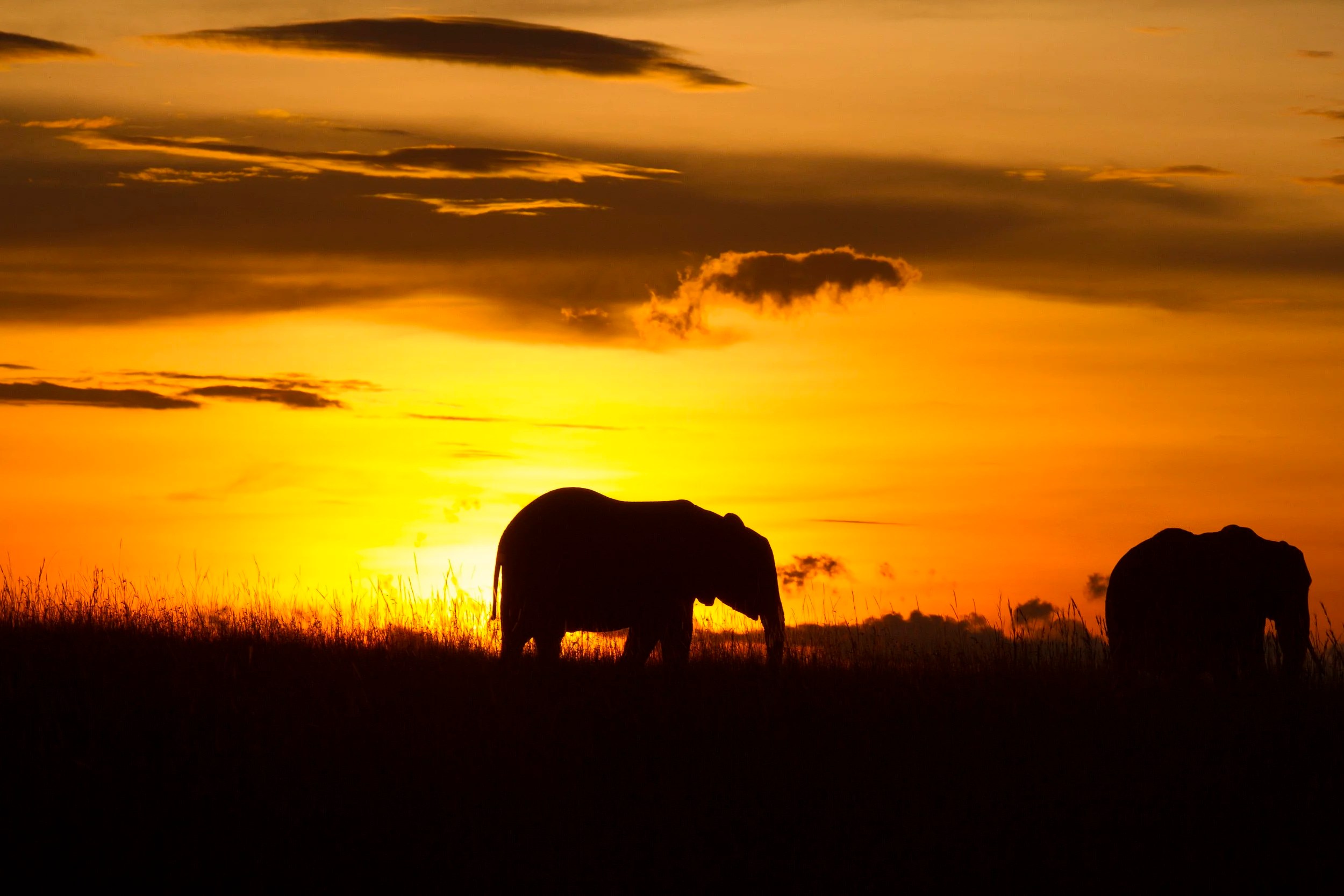 Sunset Elephants, Masai Mara, Kenya