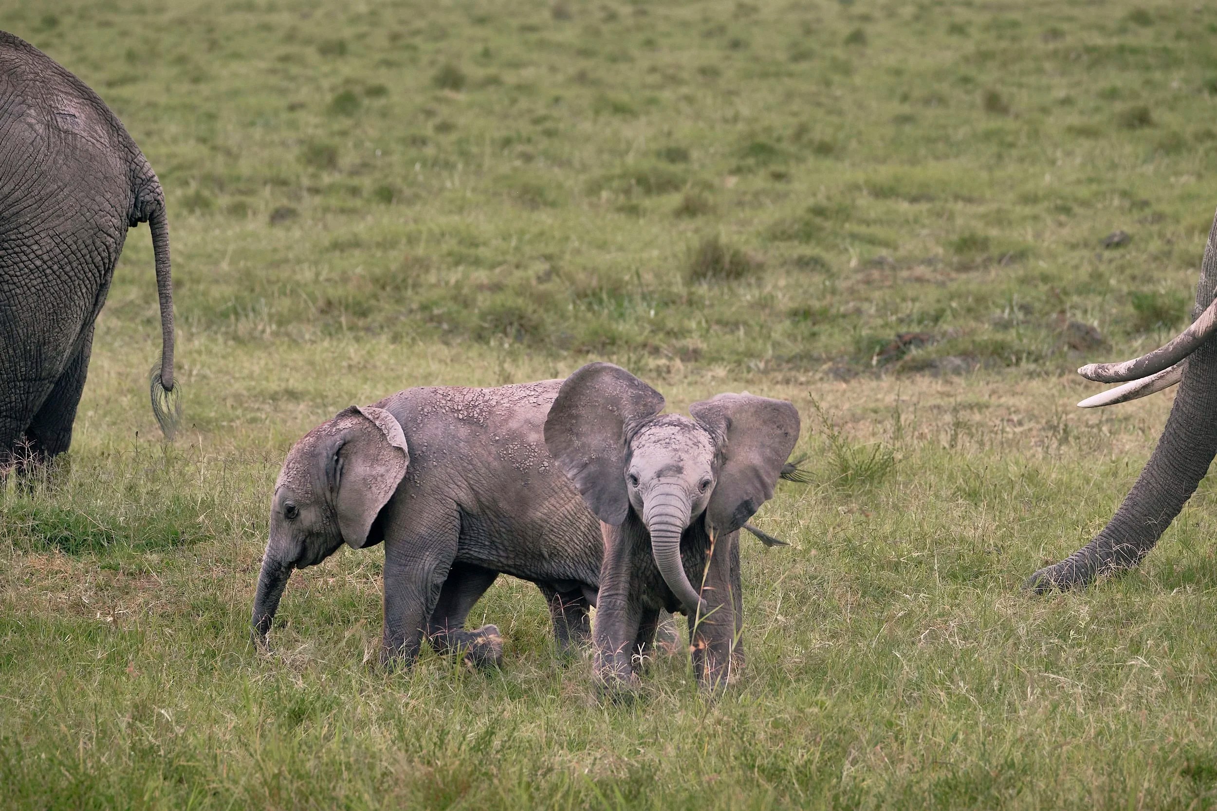 Baby Elephants, Masai Mara, Kenya