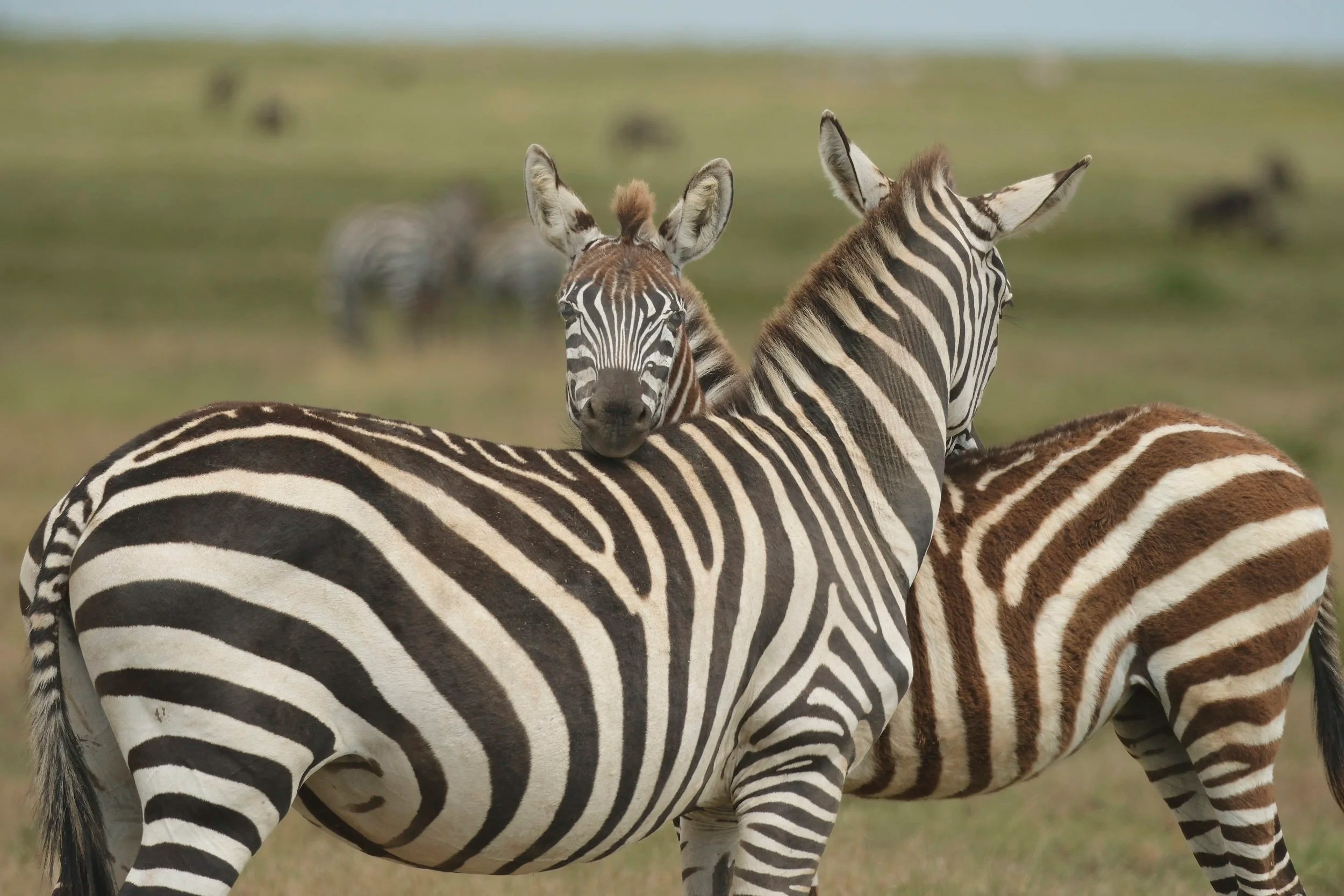 Zebras, Serengeti, Tanzania
