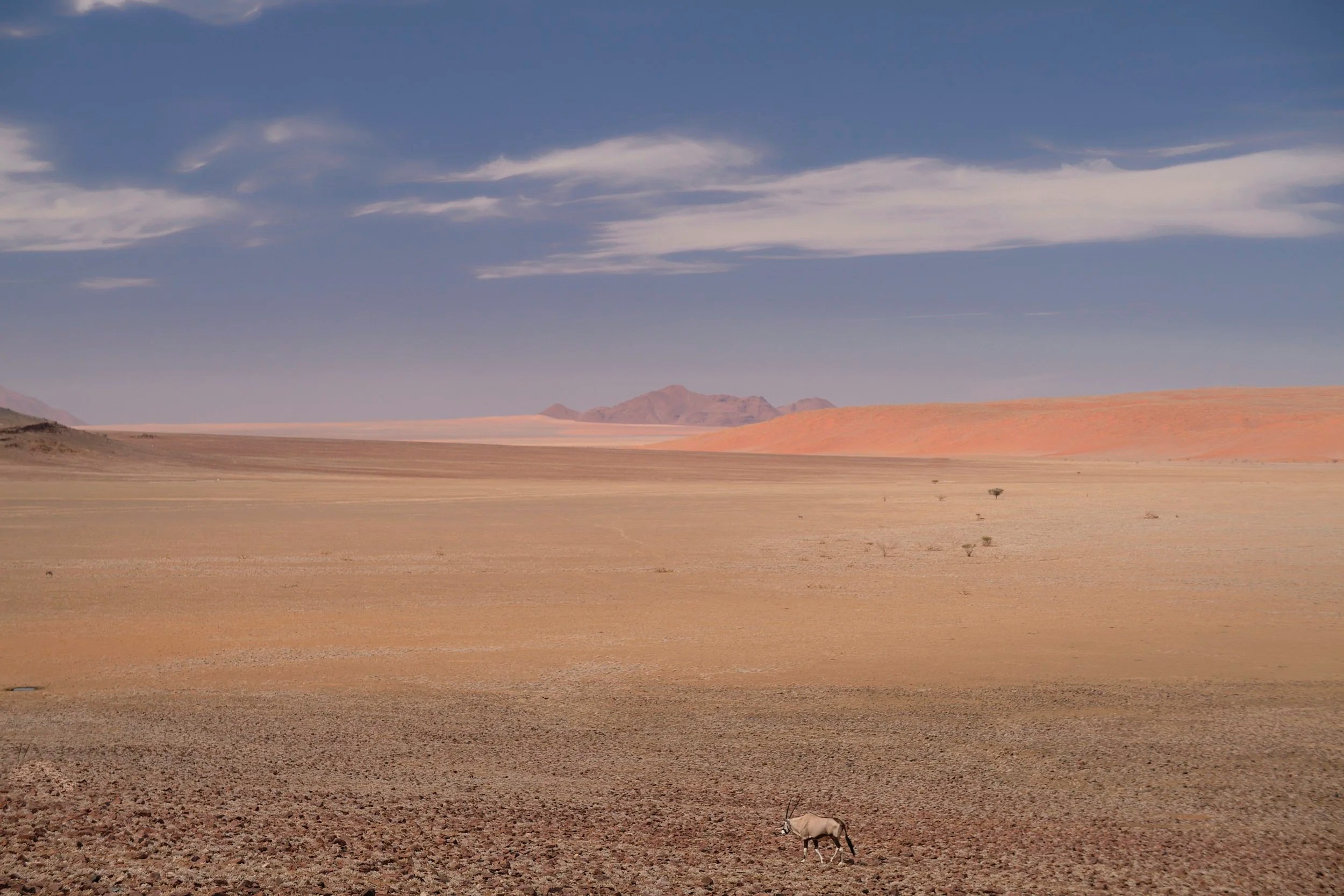 Oryx, Namibia