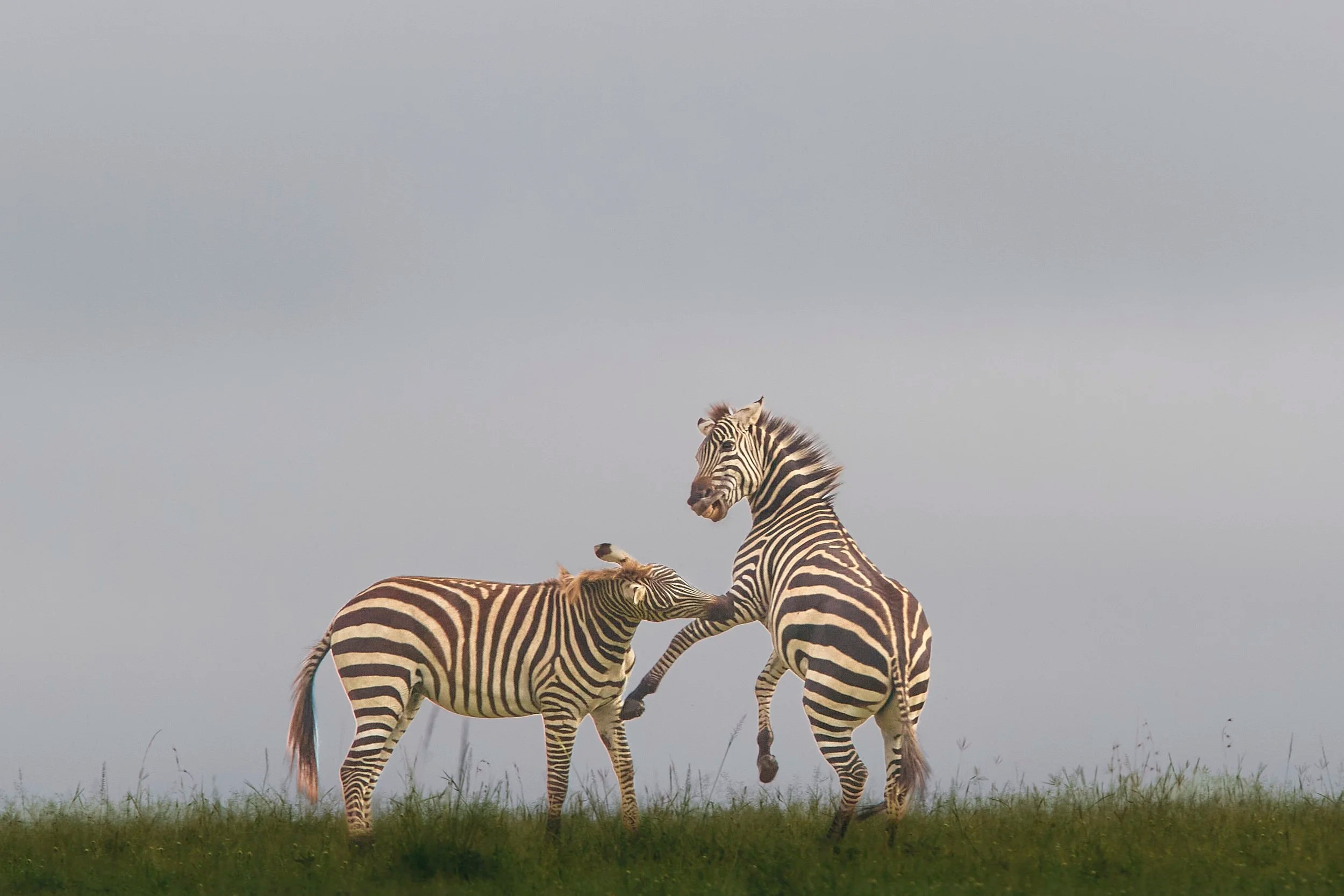 Zebra, Masai Mara, Kenya