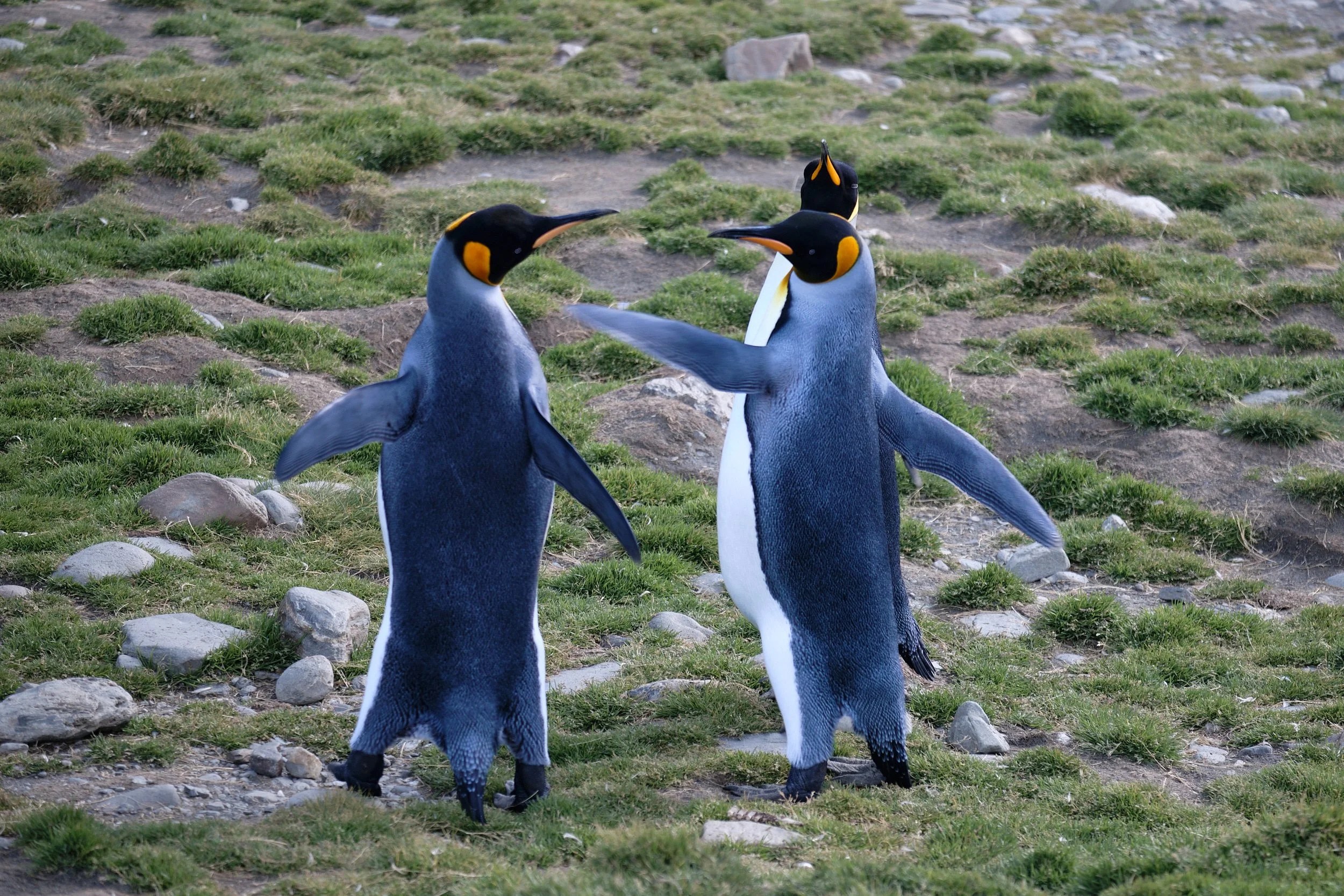 King Penguins, South Georgia