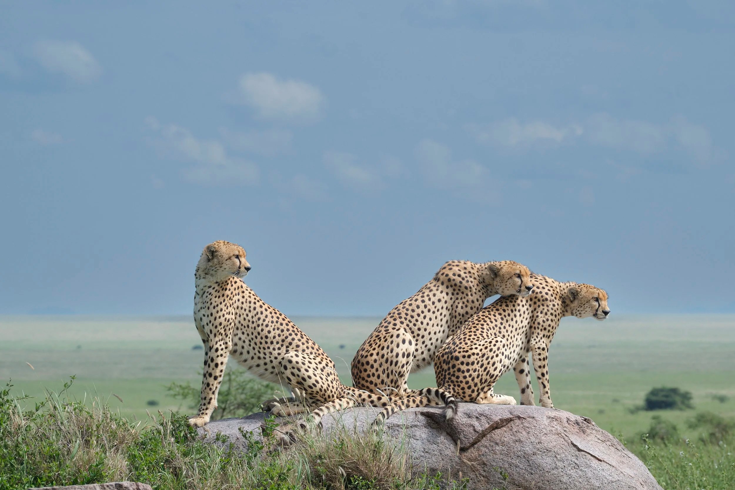 A cheetah brothers namiri plains A.jpg
