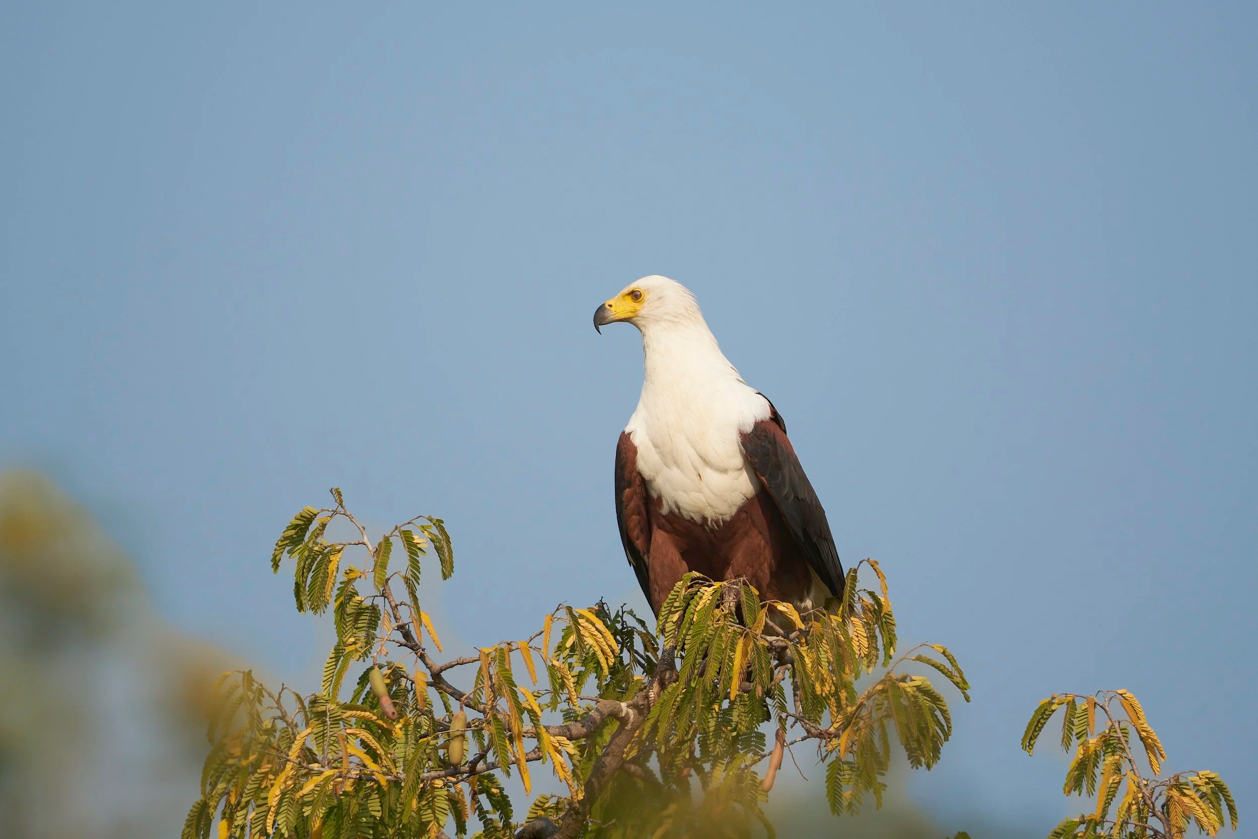 Fish Eagle, Luangwa River, Zambia
