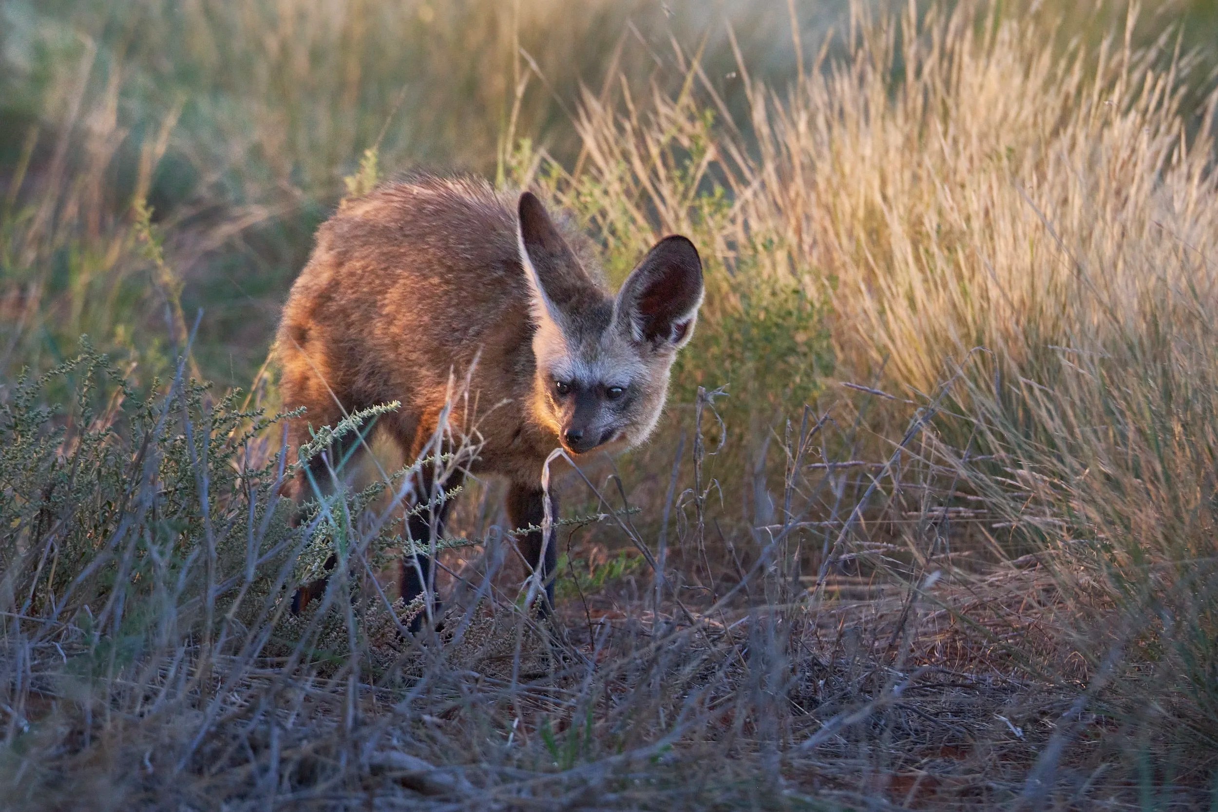 Bat Eared Fox, Tswalu, South Africa