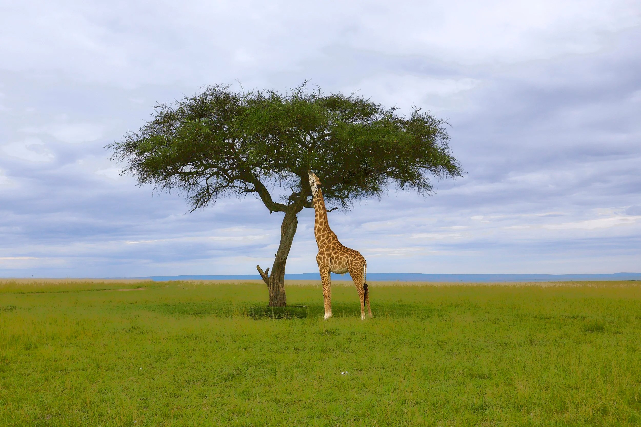 Giraffe, Masai Mara, Kenya