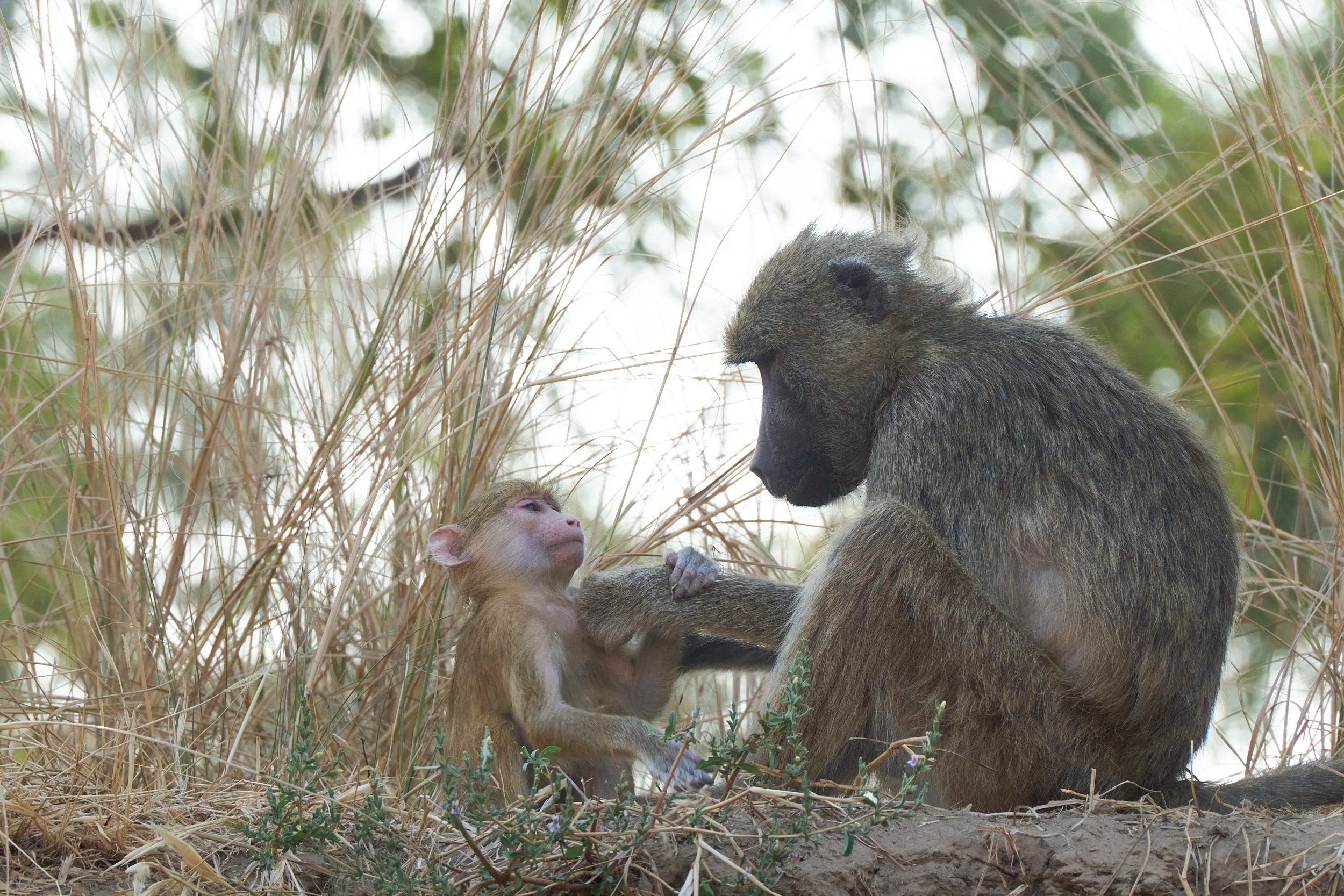 Baboon Family, Luangwa River, Zambia