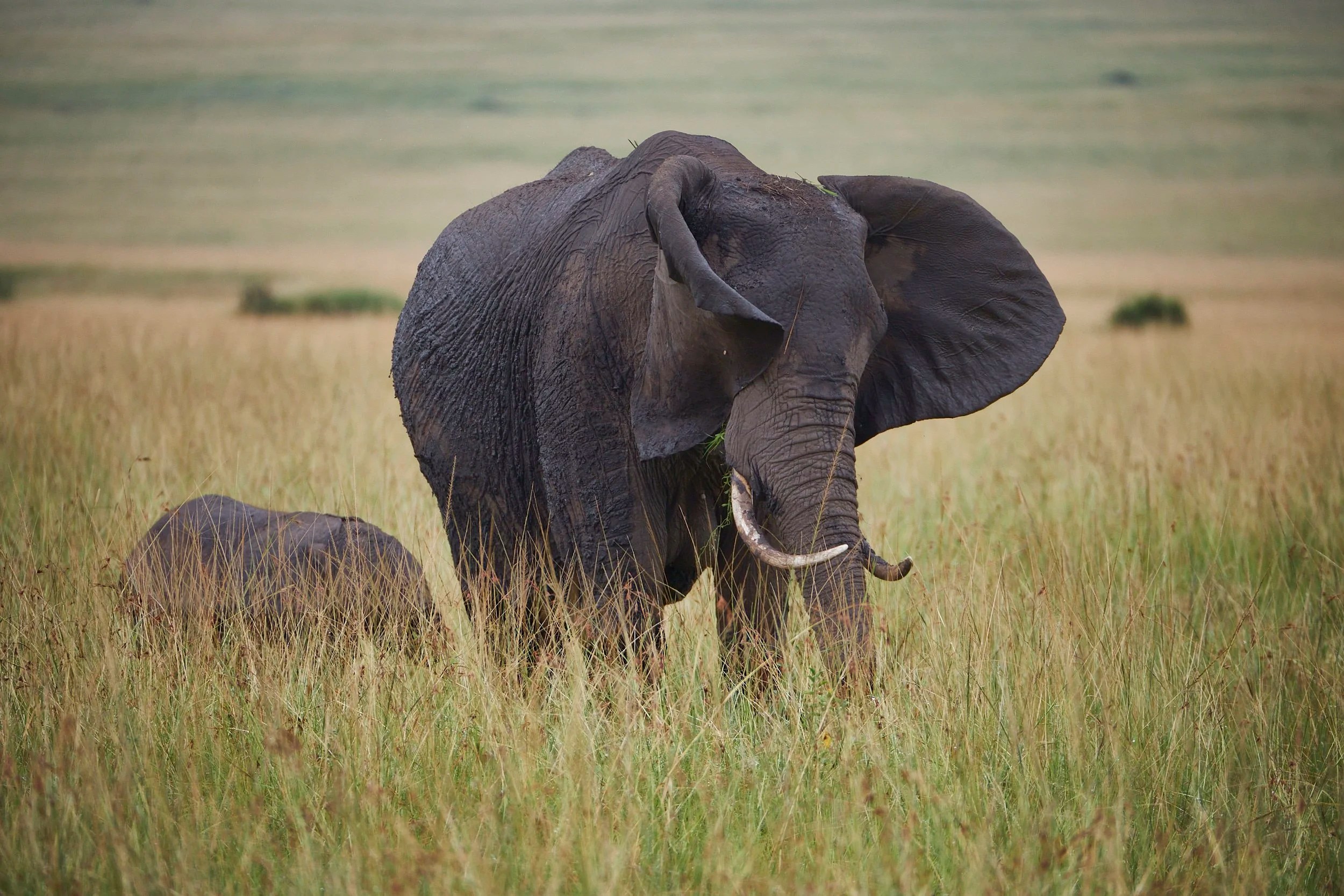 Female Elephant and Calf, Masai Mara, Kenya