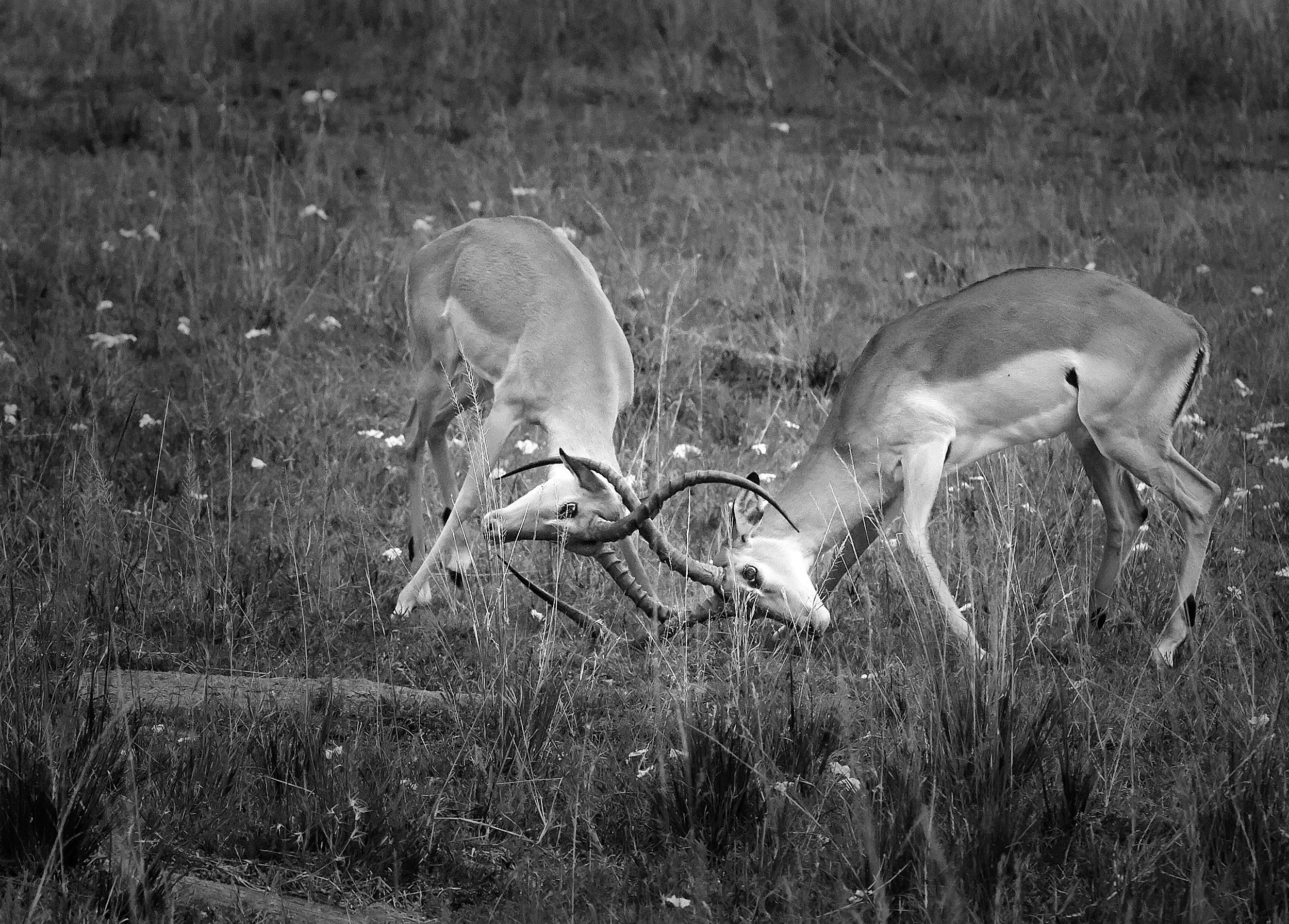 Male Impala, Masai Mara, Kenya